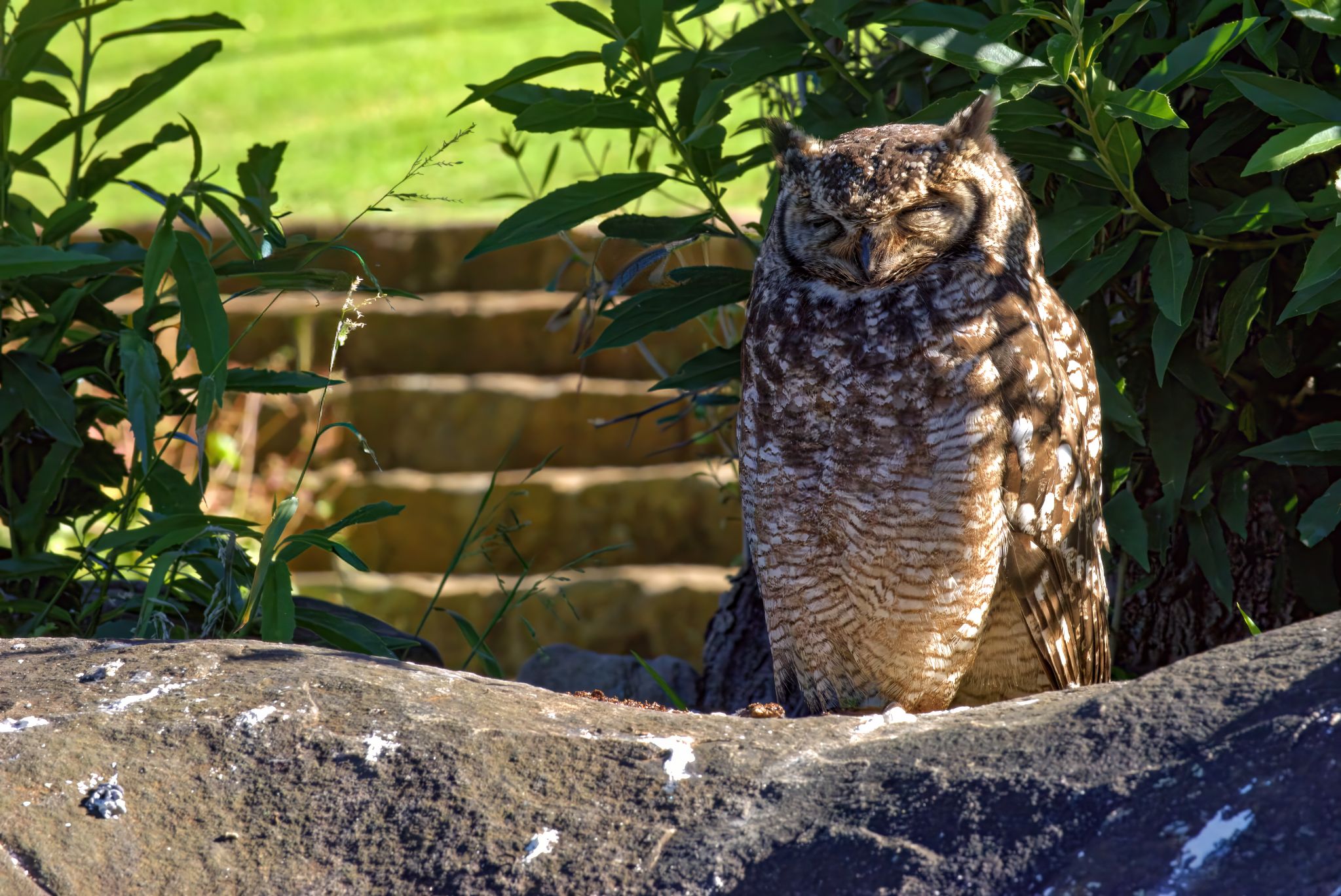 Botanischer Garten Kirstenbosch: Fleckenuhu (Bubo africanus)